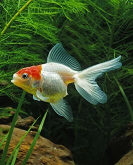 Aquarium Fish - young Lionhead Goldfish