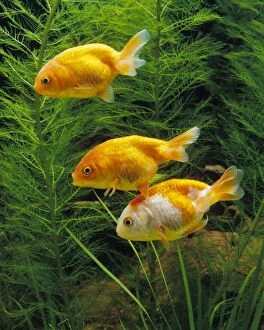 Images Dated 7th July 2006: Aquarium Fish - young Lionhead Goldfish