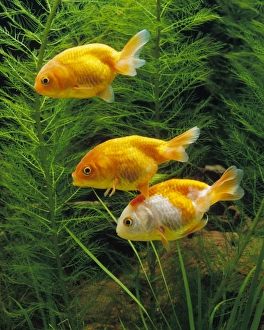 Aquarium Fish - young Lionhead Goldfish