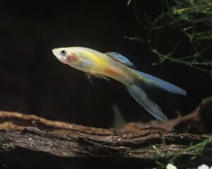 Aquarium Fish - young male Guppy