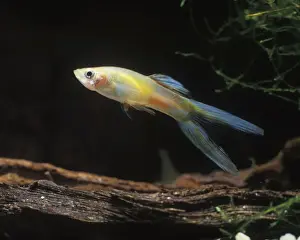 Aquarium Fish - young male Guppy