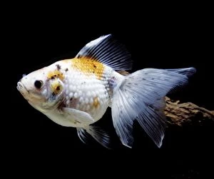 Aquarium - Goldfish