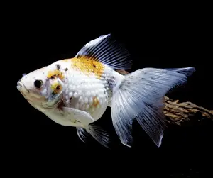Goldfish Prints: Aquarium - Goldfish