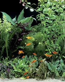 Tank Prints: Aquarium - with Red Platy