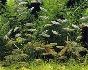 Aquarium - Zebra Danio Fish - feeding