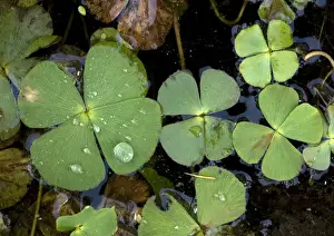 Pond Prints: An aquatic fern with 4-lobed leaves