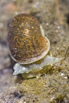 Aquatic Snail - underwater - Arnoia river