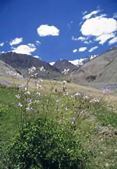 Ground Level Prints: Aquilegia Species Flowres Trans Himalaya, Ladakh, Jammu & Kashmir, India