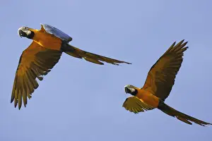 Macaws Prints: ara bleu