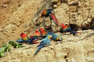 Images Dated 28th August 2006: ara bleu a la falaise d'argile pour manger de la terre
