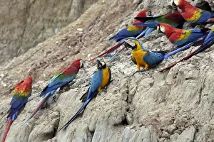 ara bleu a la falaise d'argile pour manger de la terre