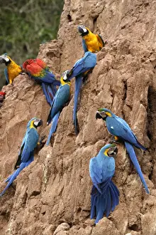 ara bleu a la falaise d'argile pour manger de la terre