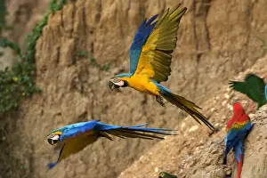 ara bleu a la falaise d'argile pour manger de la terre