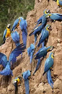 ara bleu a la falaise d'argile pour manger de la terre