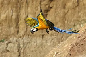 ara bleu a la falaise d'argile pour manger de la terre