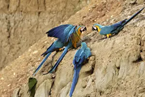 ara bleu a la falaise d'argile pour manger de la terre