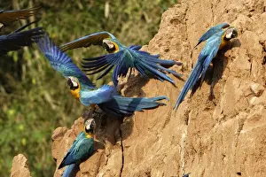 ara bleu a la falaise d'argile pour manger de la terre