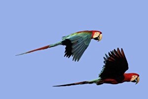 Images Dated 30th August 2006: ara chloroptere