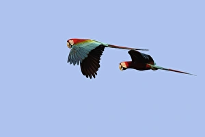 Images Dated 28th August 2006: ara chloroptere
