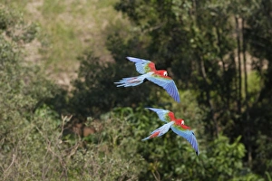 Images Dated 30th August 2006: ara chloroptere