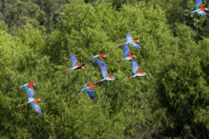 Images Dated 30th August 2006: ara chloroptere