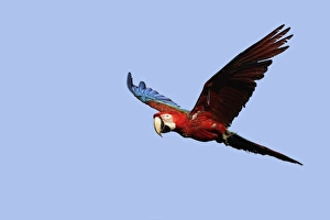 Images Dated 30th August 2006: ara chloroptere