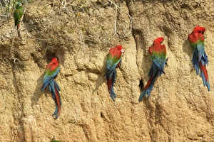 Images Dated 3rd September 2006: ara chloroptere