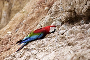 Images Dated 29th August 2006: ara chloroptere a la falaise d'argile pour manger de la terre