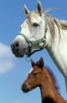 Arab Horse and Colt