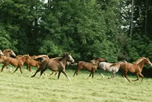 Arab Horse JPF 4848 © Jean-Paul Ferrero / ARDEA LONDON