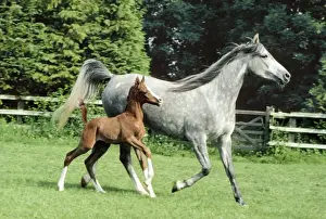 Trotting Prints: Arab Horse - Mare and Foal
