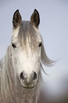 Horses Collection: Arab Horse - UK