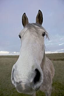Images Dated 12th December 2010: Arab Horse - UK