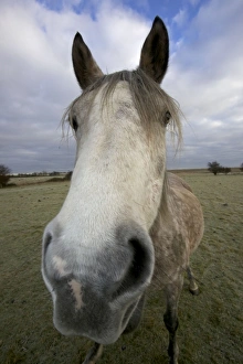 Horses Collection: Arab Horse - UK