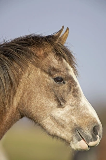Horses Collection: Arab Horse - UK