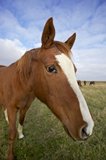 Horses Collection: Arab Horse - UK