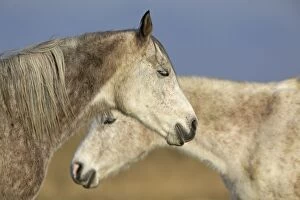 Images Dated 11th December 2010: Arab Horses