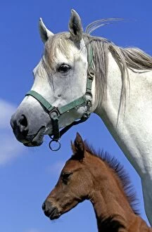 Arab Horses - adult and foal