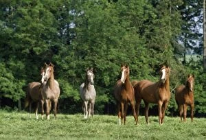 Arab Horses - young