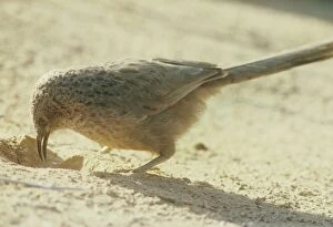Images Dated 15th April 2010: Arabian Babbler - feeding