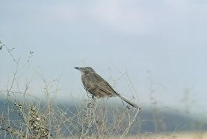 Images Dated 15th April 2010: Arabian Babbler - perched at the top of a bush - Israel