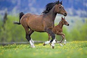 Arabian Bay Mare and Foal galloping on meadow of