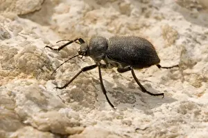 Deserts Prints: Arabian Desert Beetle species - Jebel Hafeet - Al Ain - Abu Dhabi UAE