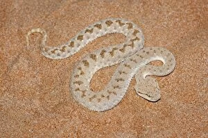 Images Dated 22nd August 2012: Arabian Horned Viper