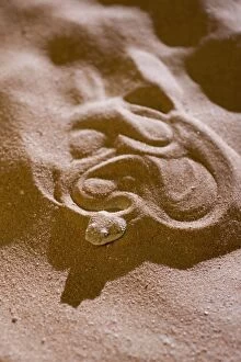Viper Gallery: Arabian Horned Viper - concealed under sand