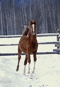 Arabs Gallery: Arabian Horse - foal running at corral