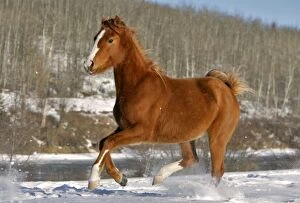 Caballus Gallery: Arabian Horse running in snow