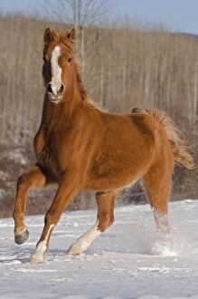Arabs Gallery: Arabian Horse running in snowcovered field