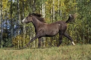 Arabs Gallery: Arabian HORSE - Yearling, running