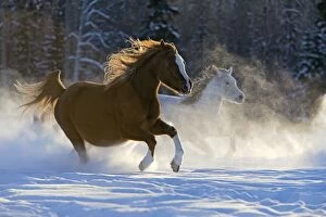 Arabian Horses chestnut and gray mares galloping